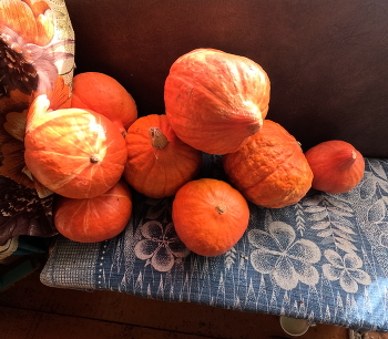 Harvest / ***