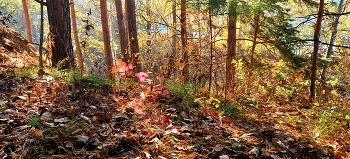 November / ***