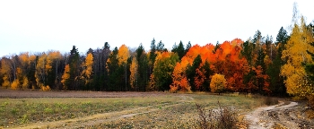 Forest / ***