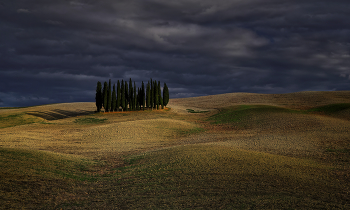 Cipressi Forest / ***