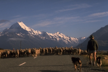 New Zealand, Mt Cook / Located in the centre of New Zealand's South Island, Mount Cook (Aoraki) is New Zealand's highest peak.
For many, an image of New Zealand might include the snow-capped mountain of Mt Cook, or sheep. And they wouldn't be far wrong.
One might have to be really lucky to be presented with a picture of both in the same frame though.
While hitch-hiking through the Mackenzie region, I couldn't believe the scene in front of me when our car was held up by sheep on the road to Mt Cook.
The once in a lifetime view just cried out to be framed.
https://travelnotes.org/pics/Australia/25-New_Zealand_Mt_Cook.htm