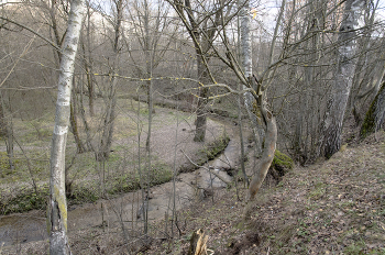 Morning in the forest / ***
