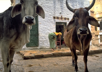 Cows in India / The cow is sacred in India; and woe betide the driver who doesn't swerve into a field to avoid them.
Cows are not penned into fields here, and in the smaller towns and villages they wander wherever they like.
An Indian woman, going about her daily life outside her house in Jaisalmer, doesn't notice the cows while she's busy sweeping the front step; nor me, it seems.
https://travelnotes.org/pics/Asia/31-Holy_Cow_in_India.htm