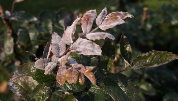 Der erste Frost / ***