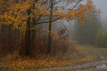 Foggy morning / ***