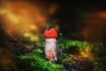 Orange-Schutzkappe Boletus / ***