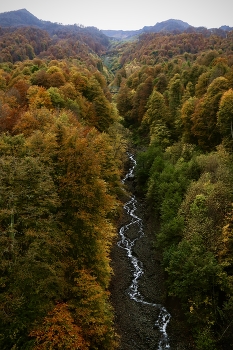 Mountain stream / ***