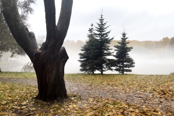 Krestovskiy Island / ***