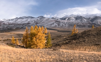 Altai autumn / ***
