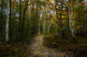 Fall ... / ***