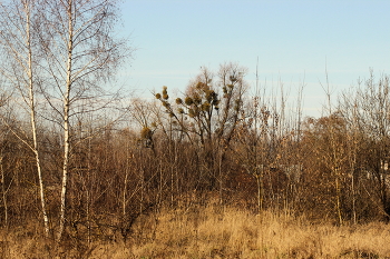 Im Dezember / ***