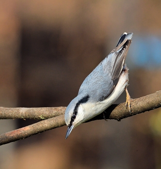Nuthatch / ***