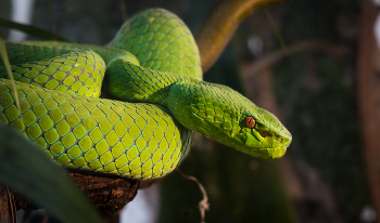 Green Pit-Viper / A Green Pit Viper poised on a tree branch.
Found in Asia and Pacific regions. You don't want to be bitten by this guy. Locally known as "The 100 Pace Snake" because of a legend that says you'll walk 100 paces after this guy bites you, then drop dead