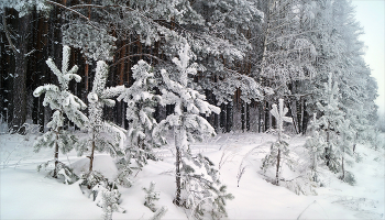 Forest / ***