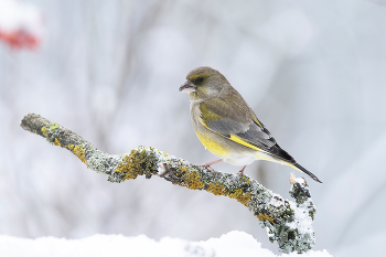 Yellow Wagtail / ***