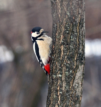 Woodpecker / ***