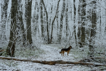 Magical Forest / ***