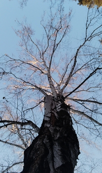 Birch / ***