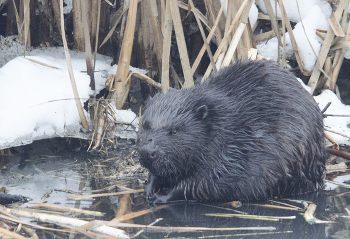 beaver / ***
