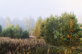 autumn mist / ***