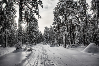 Frozen Forest / ***