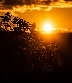Midsummer / ***