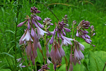 Flowers of the field / ***
