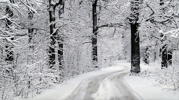Forest / ***