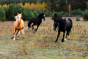 Speed / ***