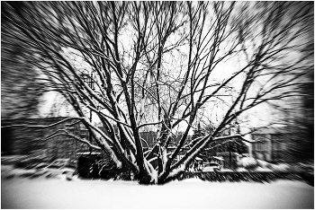  / 18/01/2025.
Nikon D800, Zenit Selena 1.9/58