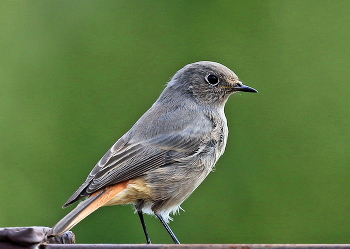 redstart / ***