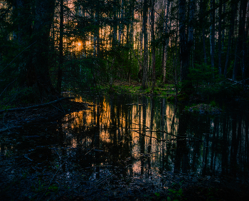 In the woods / ***