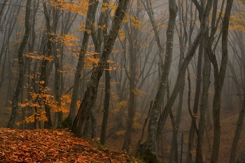 Foggy morning / ***