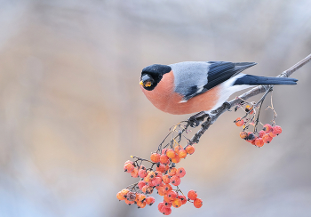 Bullfinch / ***