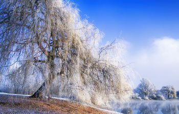 Willow / ***