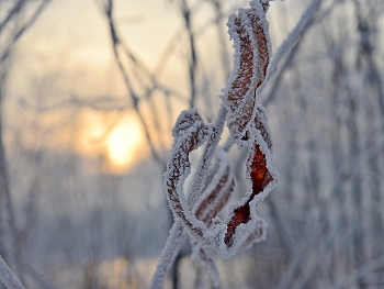 &quot;Frost and the sun ...&quot; / ***