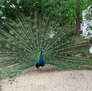 Peafowl / ***