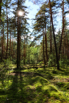 In a pine forest / ***