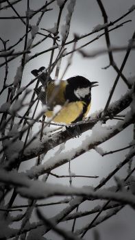 Titmouse / ***