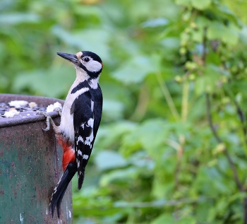 Woodpecker / ***