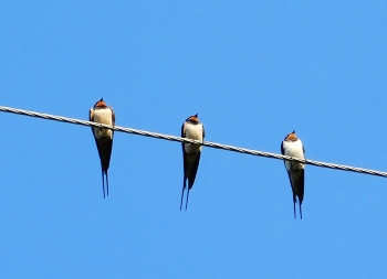Birdies / ***