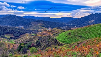 Poboleda - vinyes a la tardor - Priorat / Poboleda - vinyes a la tardor - Priorat