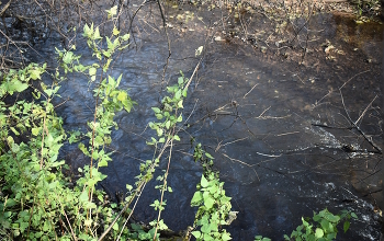 Streamlet / _____