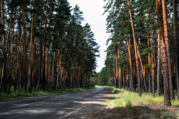 Forest Road / ***
