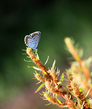 butterfly / ***