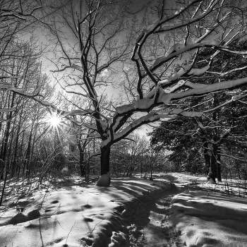 Winter Light / ***