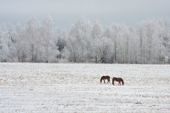Winter minimalism / ***