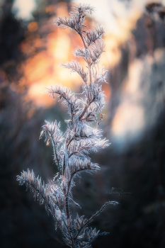 Dance... / ***