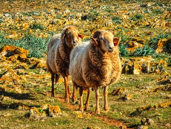 Punta Nati (Camí de Cavalls) - ovelles - Menorca (Balears) / Punta Nati (Camí de Cavalls) - ovelles - Menorca (Balears)