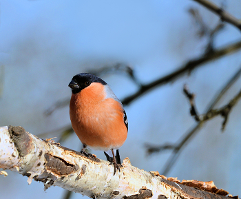 Bullfinch / ***